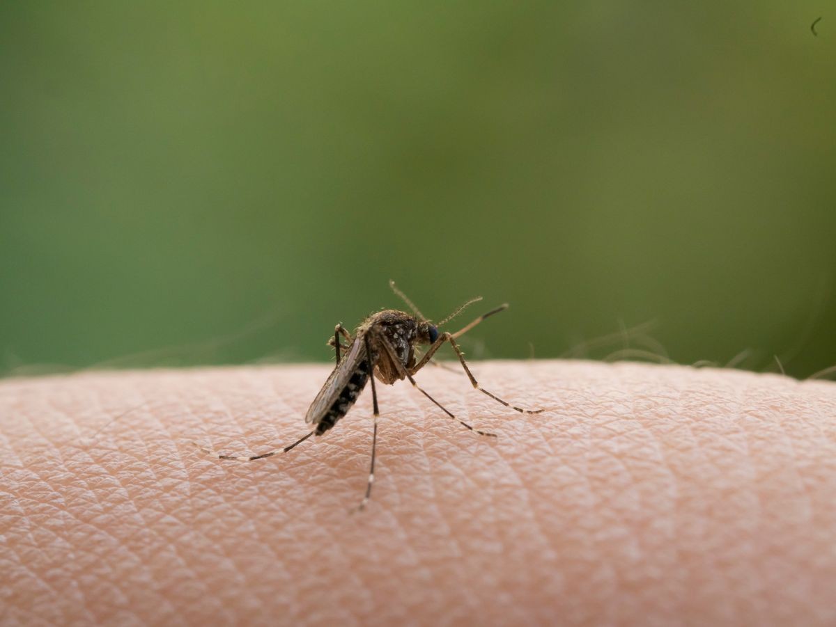 the mosquito on a human skin on soft focus
