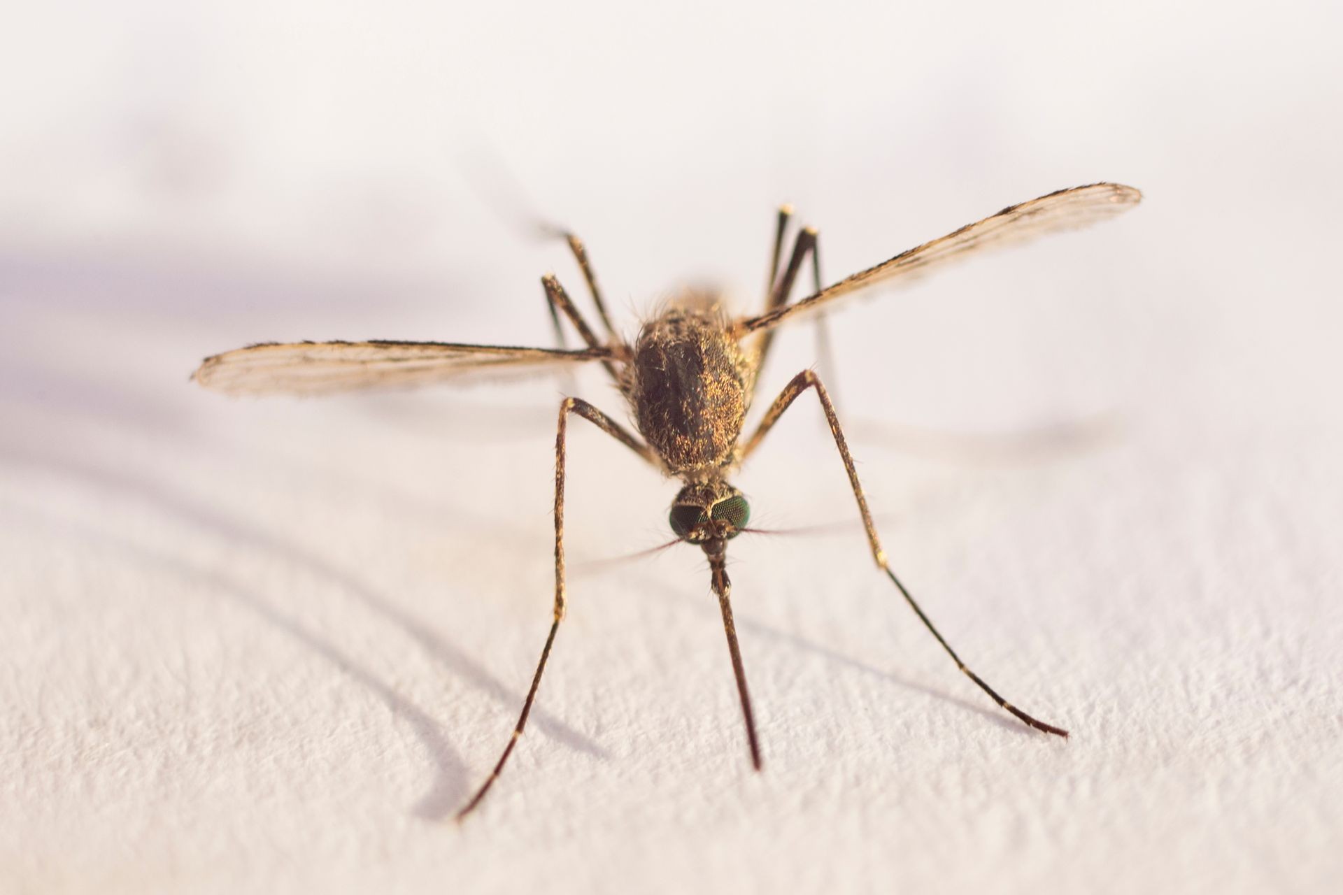 Mosquito Treatment  Starting at $89/Month