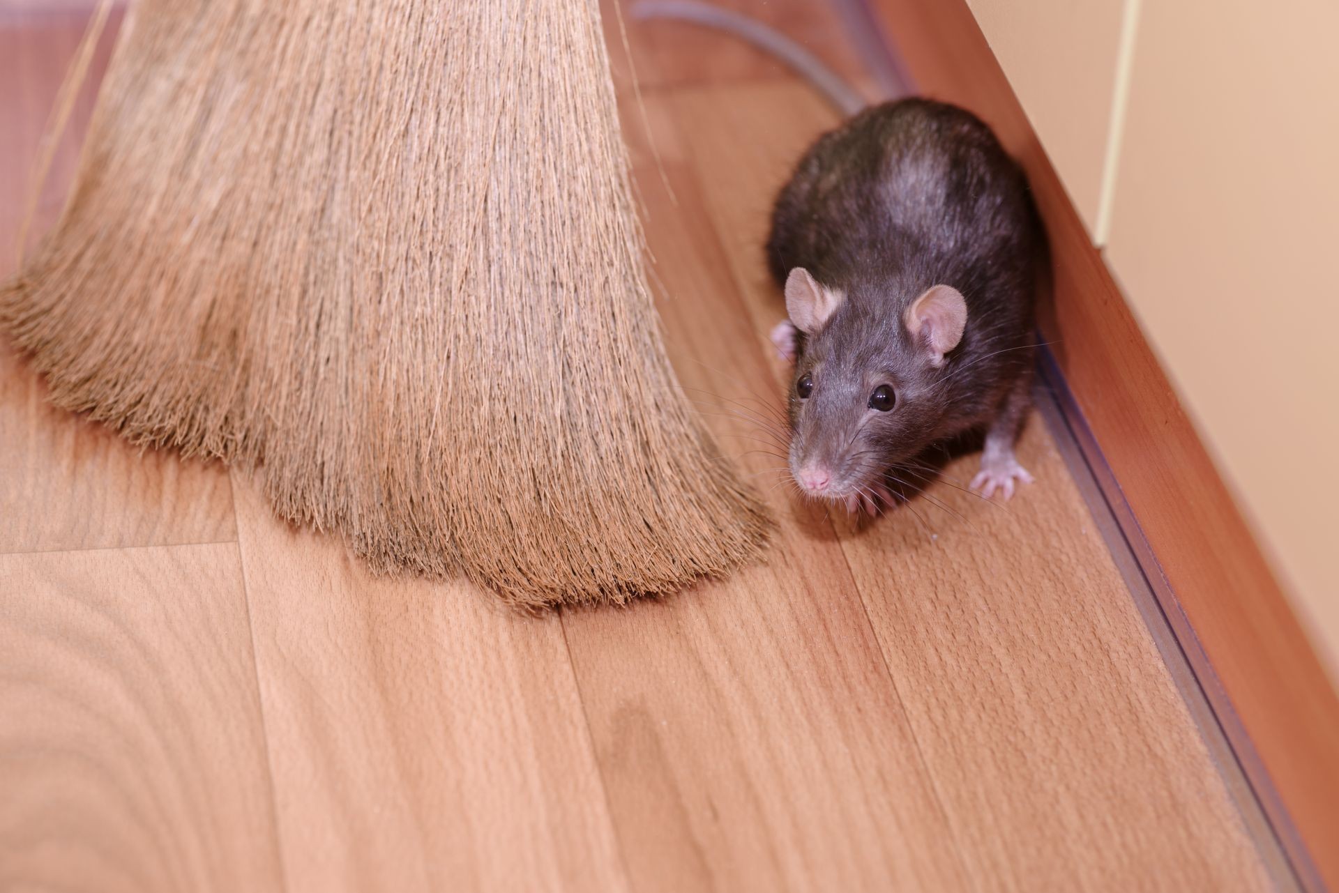 The gray mouse hides for a broom